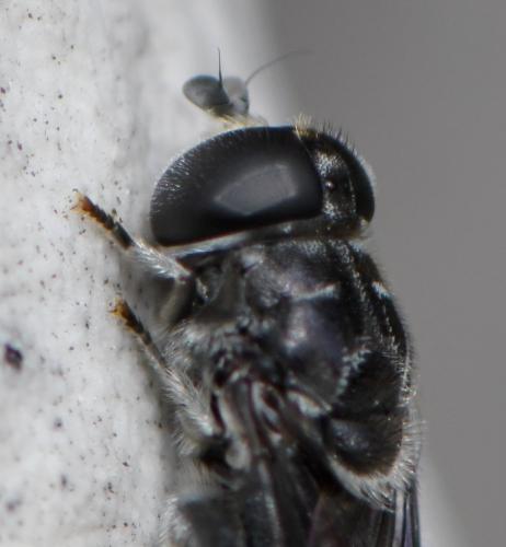Eumerus obliquus